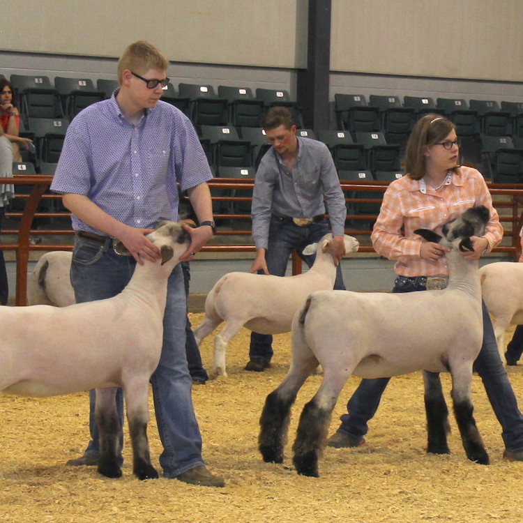 Georgia National Fairgrounds & Agricenter announces junior livestock ambassadors